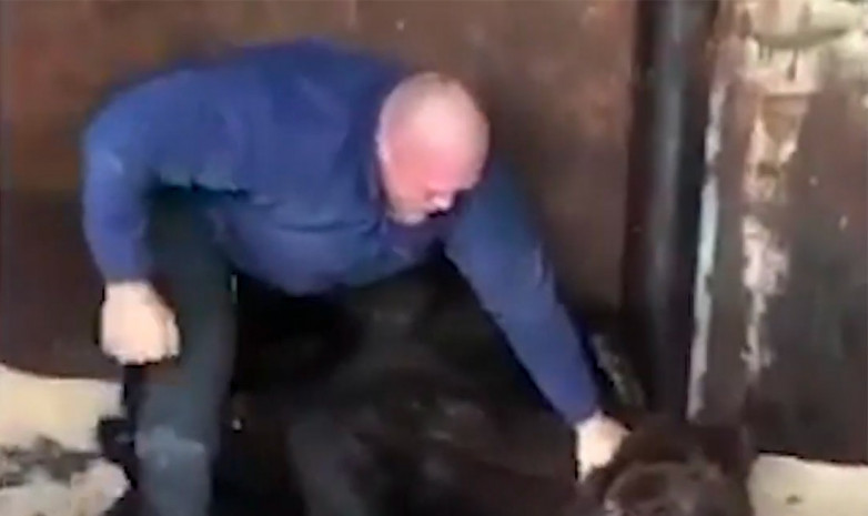 Видео. 17 жыл түрмеде отырған ресейлік балуан аюмен алысты