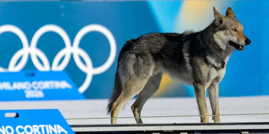 На фотофиниш попала собака, выбежавшая на трассу в командном спринте на Олимпиаде-2026