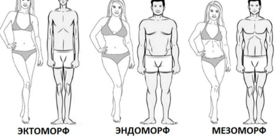 Эктоморфы, мезоморфы, эндоморфы — миф?
