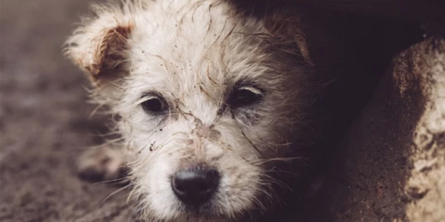 В Марокко собираются очистить улицы для иностранных фанатов методом ликвидации