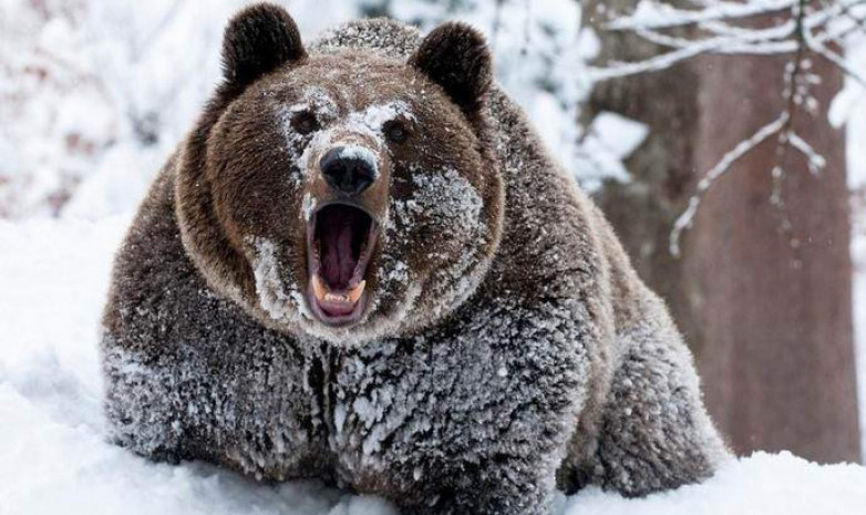 Видео. Бурый медведь устроил погоню за спускающимся горнолыжником 