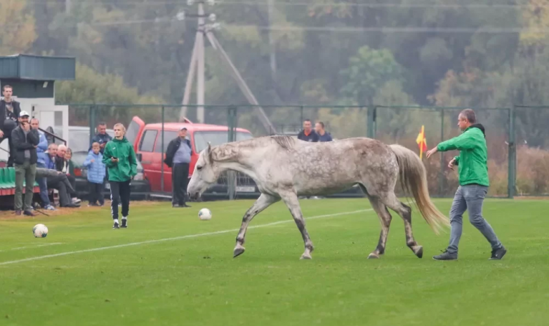 ВИДЕО. Две собаки и конь едва не сорвали матч Украина – Италия