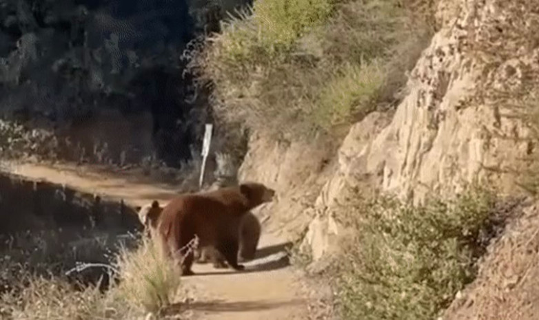В сети набирает популярность видео, как бегунья уникально ушла от медведя