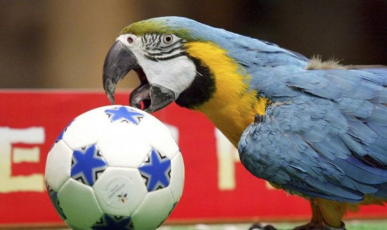 Попугай заставил прервать футбольный матч. Видео