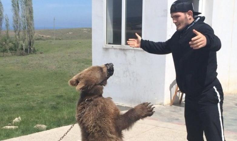 Нурмагомедову везут на спарринг медведя