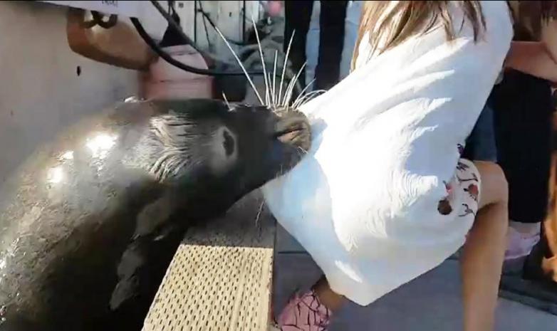 Огромный морской лев-самец утащил девочку под воду