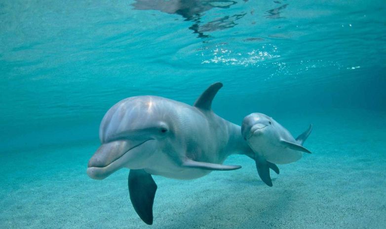 «Дельфины»